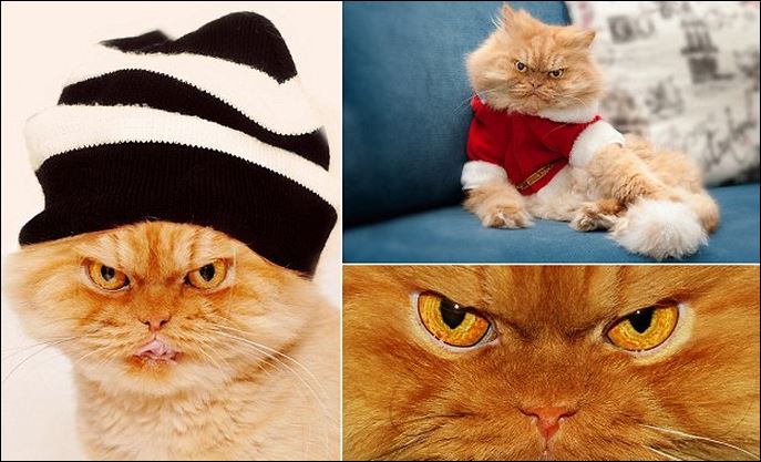 ΦΩΤΟ-Ο γάτος που είναι μονίμως… θυμωμένος