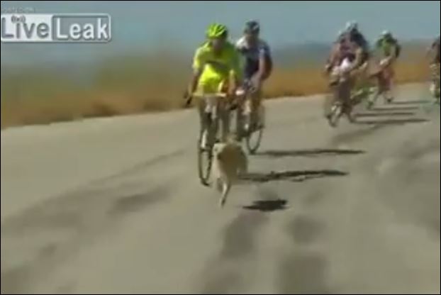 ΒΙΝΤΕΟ-Ο σκύλος που… νίκησε τους ποδηλάτες