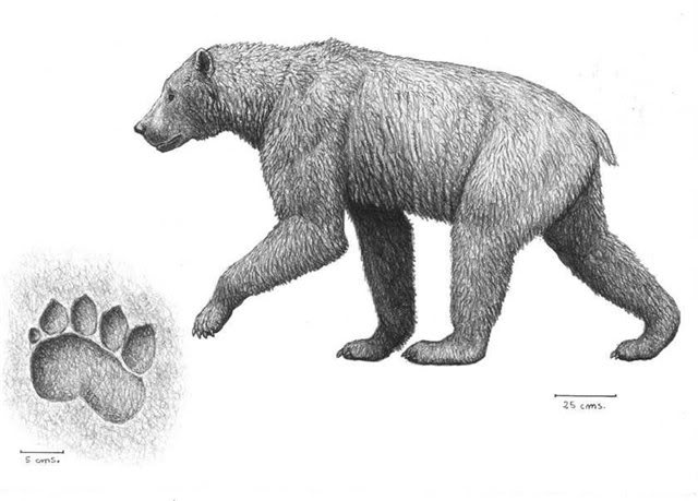 Βρήκαν απολίθωμα αρκούδας 3 εκατ.ετών