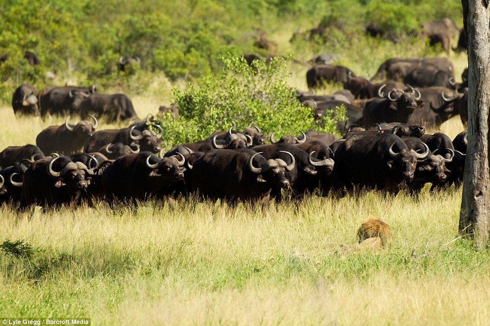 ΦΩΤΟ-Λιοντάρι δέχεται επίθεση από κοπάδι με βουβάλια