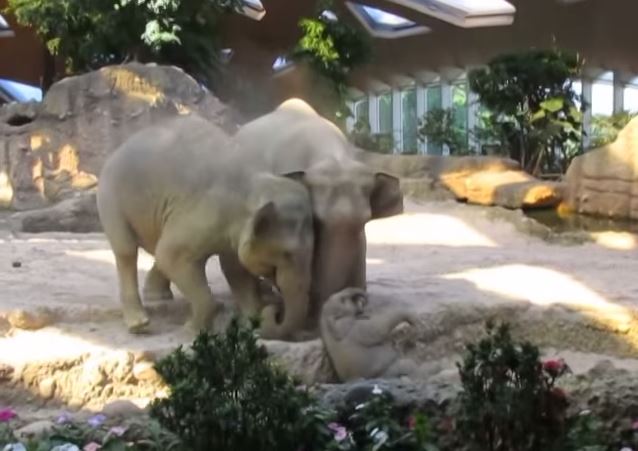 ΒΙΝΤΕΟ-Ελέφαντες “σώζουν” ελεφαντάκι