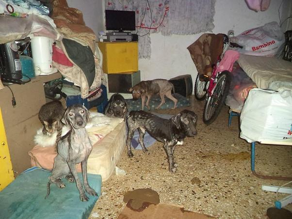 Φωτογραφίες Σοκ- Δεκάδες σκελετωμένα ζώα σε διαμέρισμα στην Κρήτη
