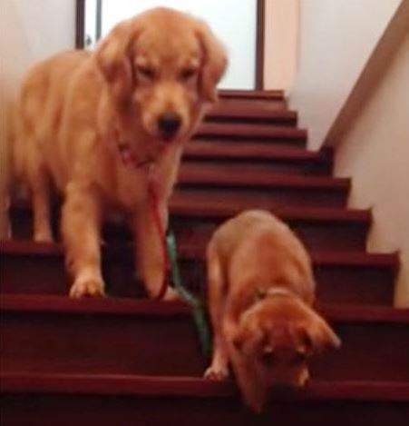 ΒΙΝΤΕΟ-Σκύλος μαθαίνει σε κουτάβι να κατεβαίνει τα σκαλιά