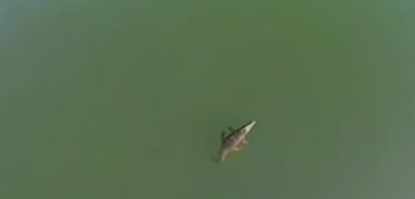 Τελειώνουν οι… βόλτες για τον Σήφη – Επιστρέφει ο κροκοδειλάκιας