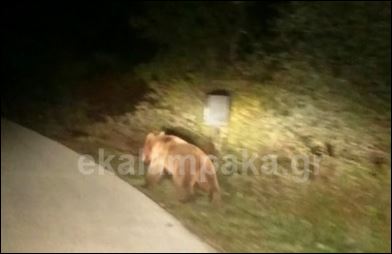 ΒΙΝΤΕΟ-Η απρόσμενη συνάντηση οδηγού με μία αρκούδα