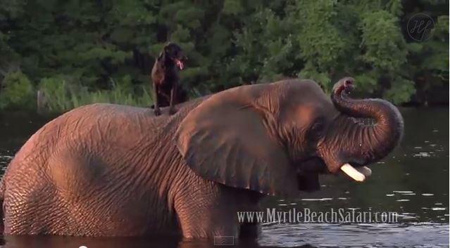 ΒΙΝΤΕΟ-Bουτιές από την πλάτη ενός ελέφαντα