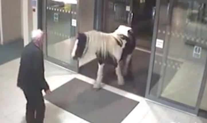 ΒΙΝΤΕΟ-Πόνυ “εισέβαλε” σε αστυνομικό τμήμα