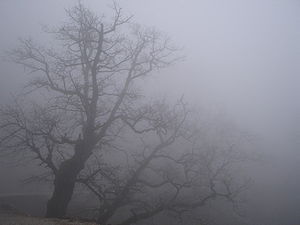 ΒΙΝΤΕΟ-Η ομίχλη “έπνιξε” την Σταυρούπολη
