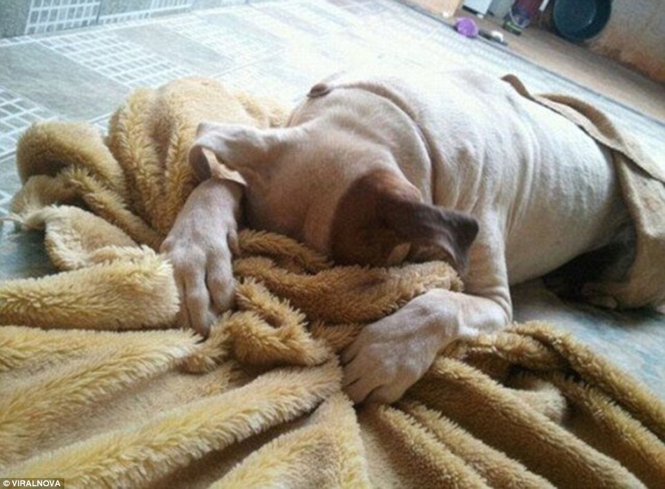 ΦΩΤΟ-Τι κάνουν τα κατοικίδια για να αποφύγουν τον κτηνίατρο