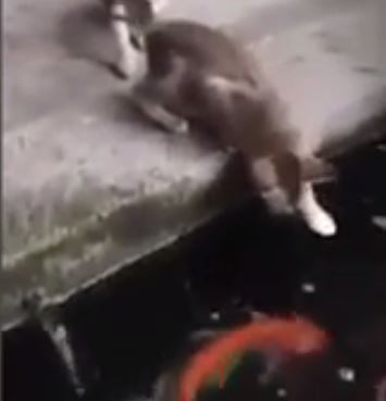 ΒΙΝΤΕΟ-Όταν το ψάρι έφαγε τη… γάτα