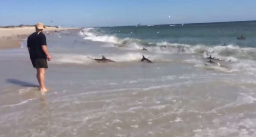 ΒΙΝΤΕΟ-Καρχαρίες βγήκαν στη στεριά