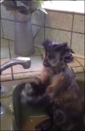 ΒΙΝΤΕΟ-Μαϊμού παίρνει το… μπάνιο της