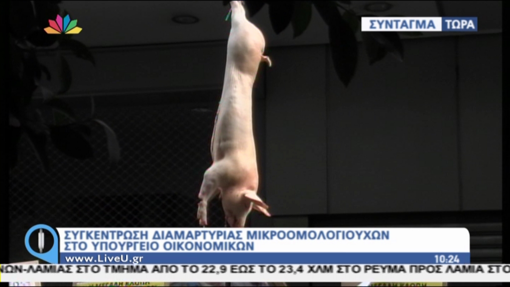 ΤΩΡΑ-Συγκέντρωση μικροομολογιούχων-Κρέμασαν γουρούνι