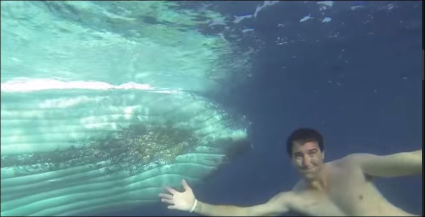 BINTEO-Koλυμπώντας με… μπλε φάλαινες