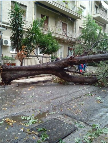 ΦΩΤΟ αναγνώστη-Δέντρο στη μέση του δρόμου