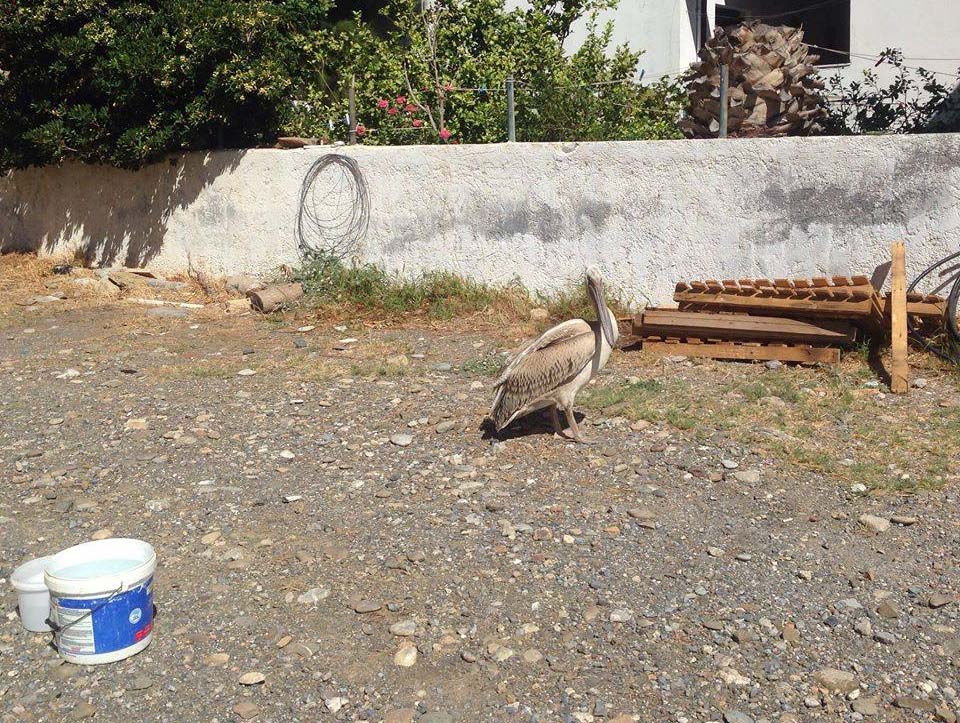 Πυροβόλησαν πελεκάνο στην Κρήτη