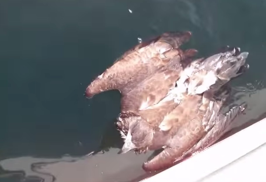 ΒΙΝΤΕΟ-Καναδός ψάρεψε έναν αετό