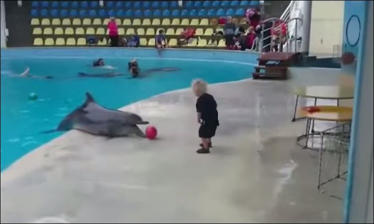 ΒΙΝΤΕΟ-Δελφίνι παίζει μπάλα με αγοράκι