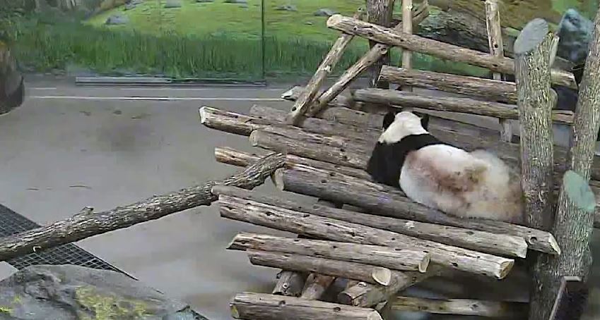 ΒΙΝΤΕΟ-Σκίουρος τρόμαξε πάντα