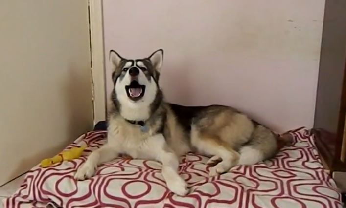 ΒΙΝΤΕΟ-Ο σκύλος που τραγουδάει “I feel good”