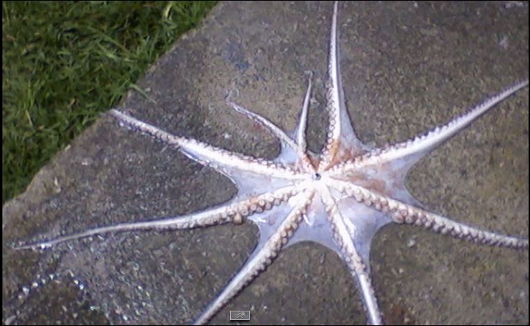 ΒΙΝΤΕΟ-Ψάρεψε χταπόδι…με εννέα πόδια