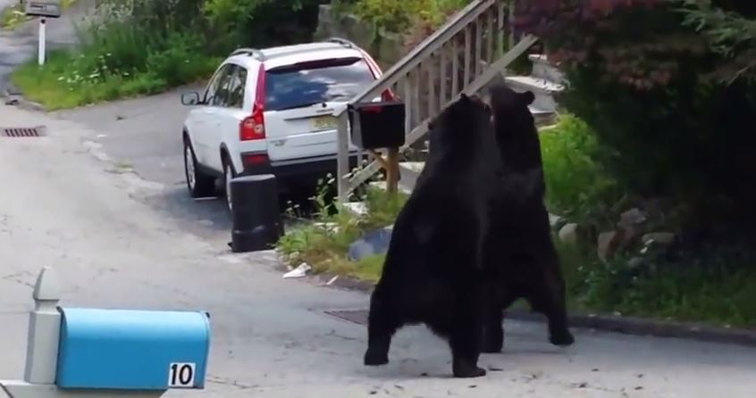ΒΙΝΤΕΟ-Αρκούδες μάχονται στη μέση του δρόμου