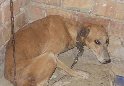 ΒΙΝΤΕΟ-Κρατούσε φυλακισμένο τον άρρωστο σκύλο του