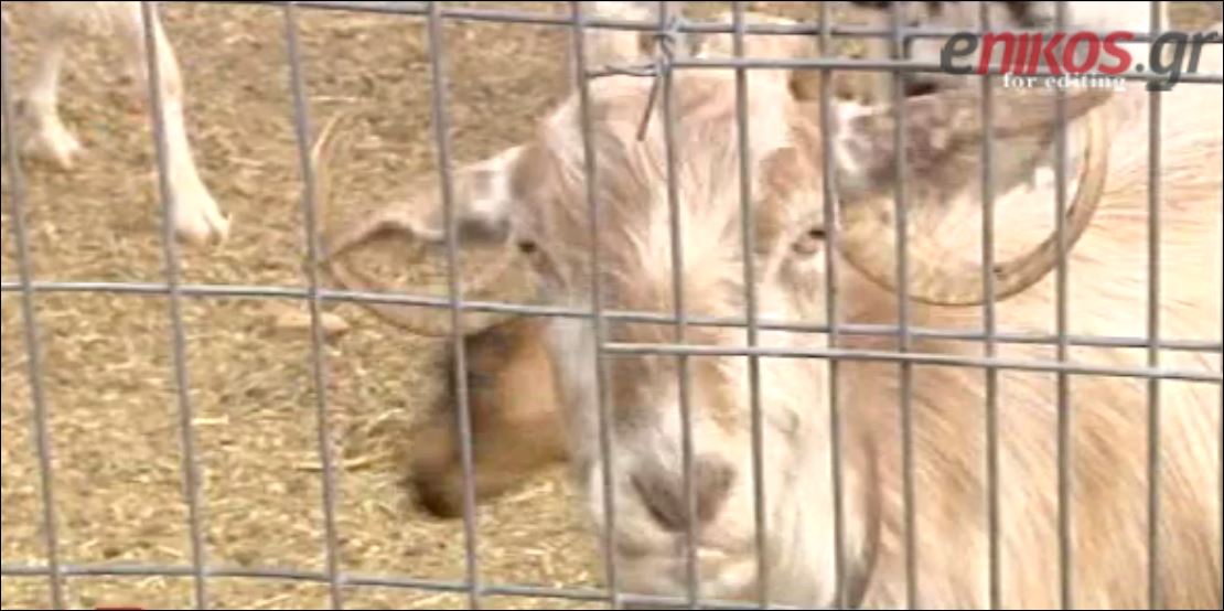 BINTEO-Σε δημοπρασία… κοπάδι με πρόβατα