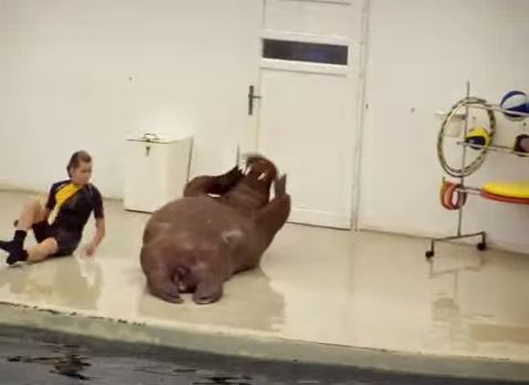 ΒΙΝΤΕΟ-Γυμναστική με ένα… θαλάσσιο λιοντάρι