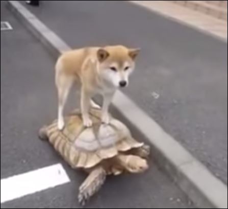 ΒΙΝΤΕΟ-Ο σκύλος που έχει για σοφέρ μία… χελώνα