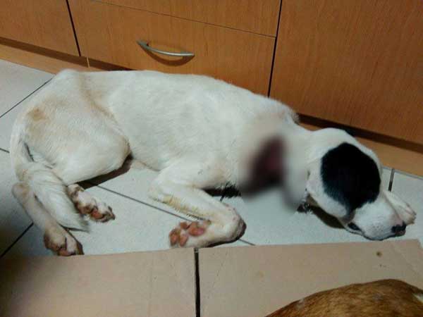 ΦΩΤΟ-Φρίκη στην Πρέβεζα – έδεσαν με σύρμα σκύλο σε δέντρο