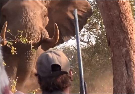 BINTEO-Τουρίστες ήρθαν τετ α τετ με ελέφαντα