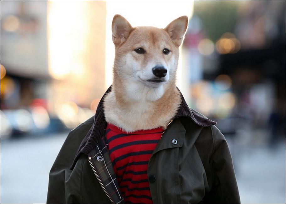 ΦΩΤΟ-Ο σκύλος που ποζάρει σαν τον… Beckham