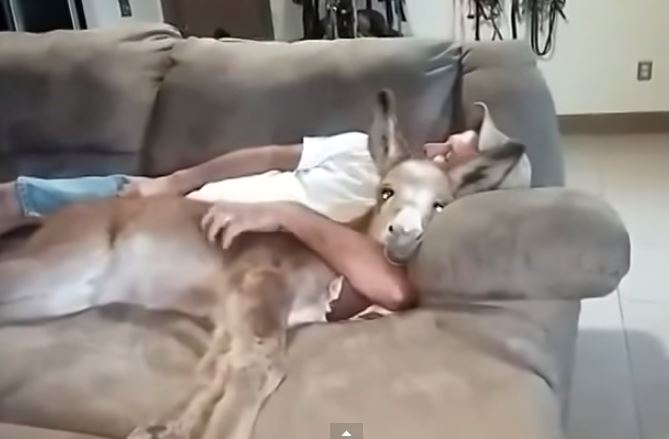 ΒΙΝΤΕΟ-Έχει για κατοικίδιο έναν… γάιδαρο