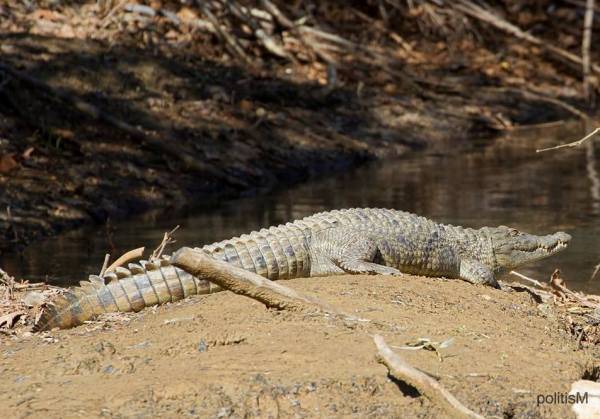 ΒΙΝΤΕΟ-Ο Σήφης “λιάζεται” αμέριμνος