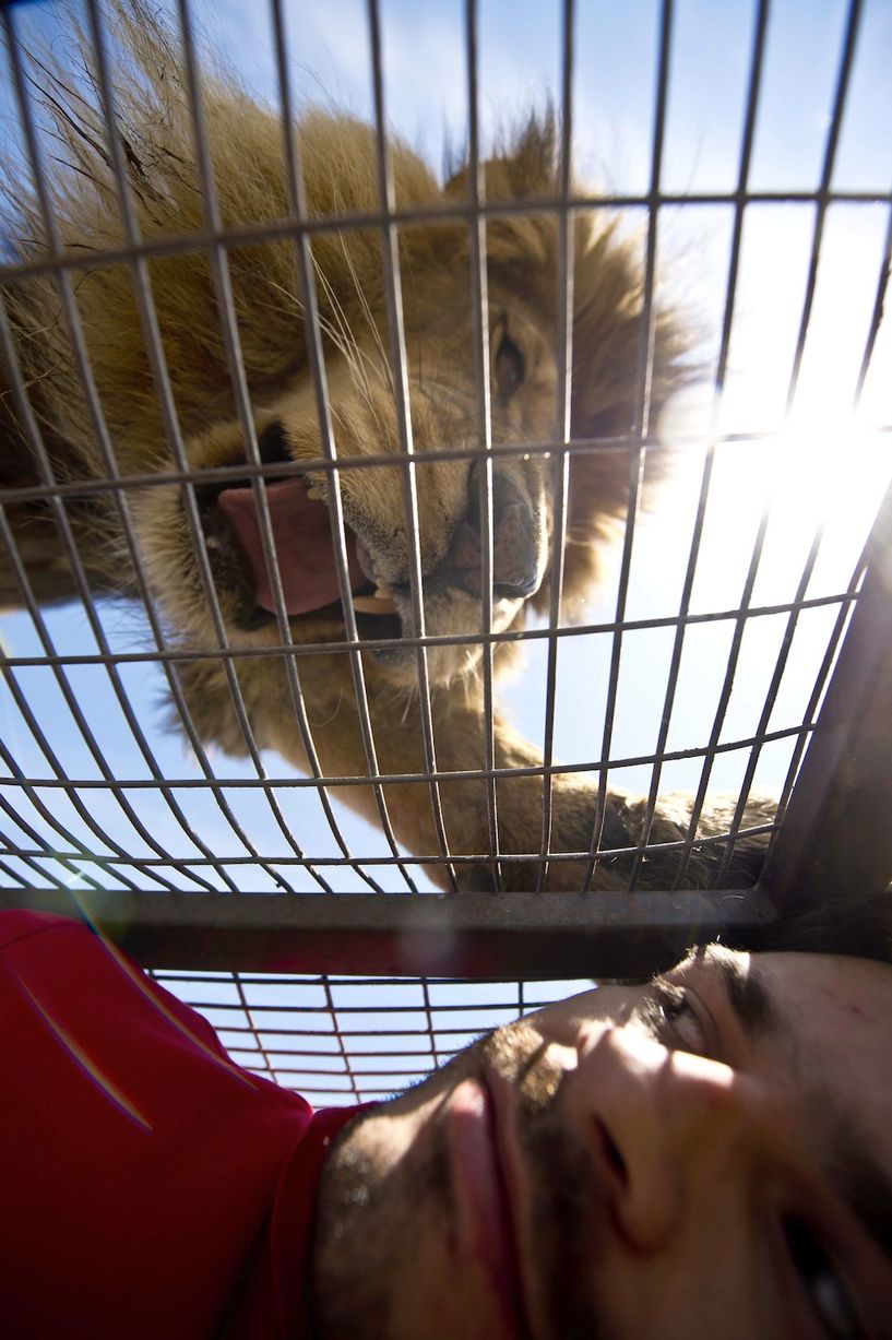 ΒΙΝΤΕΟ-Δείτε τουρίστες να βρίσκονται μία ανάσα από λιοντάρια
