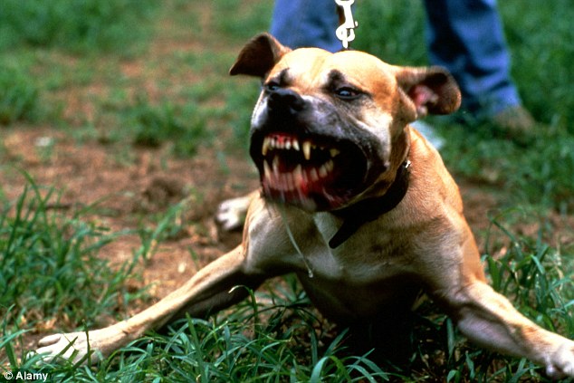 Βρετανία-Πιτ μπουλ κατασπάραξε μωρό