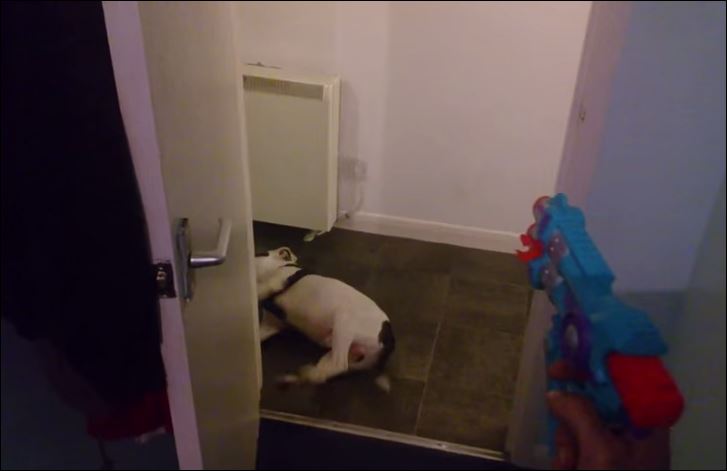 ΒΙΝΤΕΟ-Ερμηνεία σκύλου για Όσκαρ