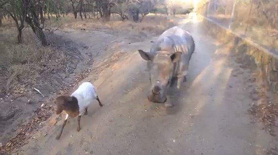 ΒΙΝΤΕΟ-Ο ρινόκερος που “νομίζει” ότι είναι κατσικάκι