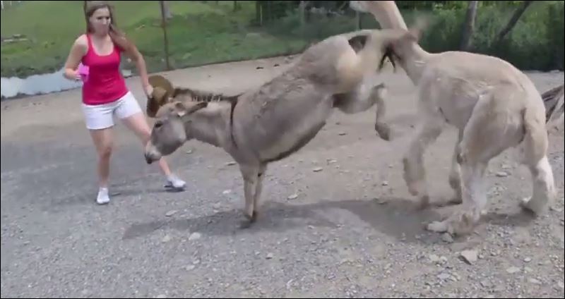 ΒΙΝΤΕΟ-Ένας ζηλιάρης… γάιδαρος