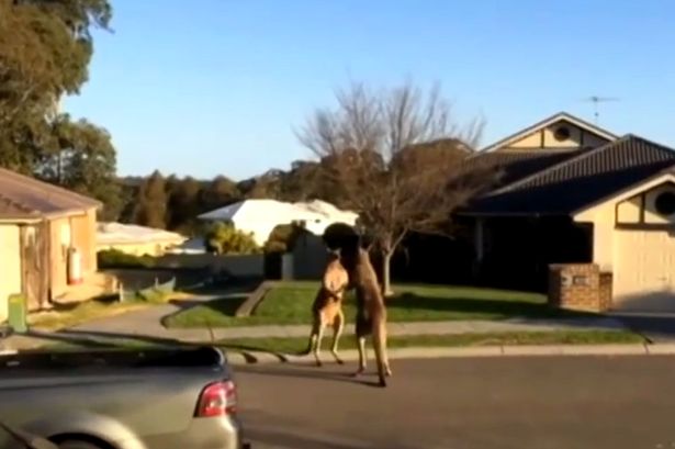 ΒΙΝΤΕΟ-Καγκουρό “μποξέρ” μετατρέπουν δρόμο σε ρινγκ