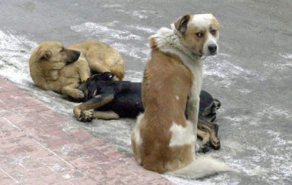 Οι περιοχές με τα περισσότερα περιστατικά κακοποίησης ζώων