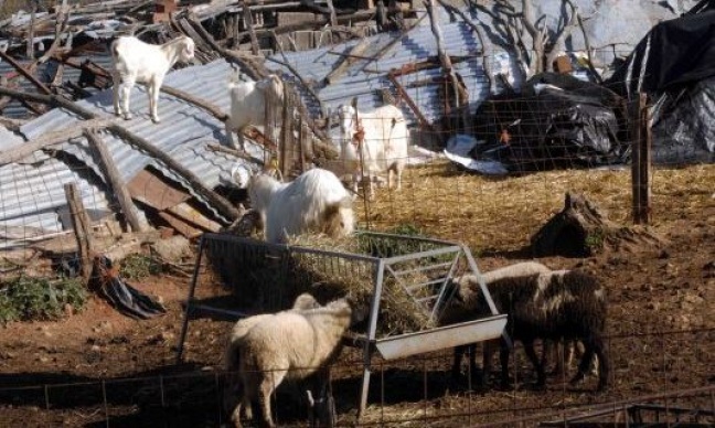 Κοζάνη-Νέα κρούσματα καταρροϊκού πυρετού σε κτηνοτροφικές μονάδες