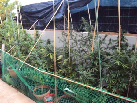 Καλλιεργούσαν κάνναβη σε γλάστρες