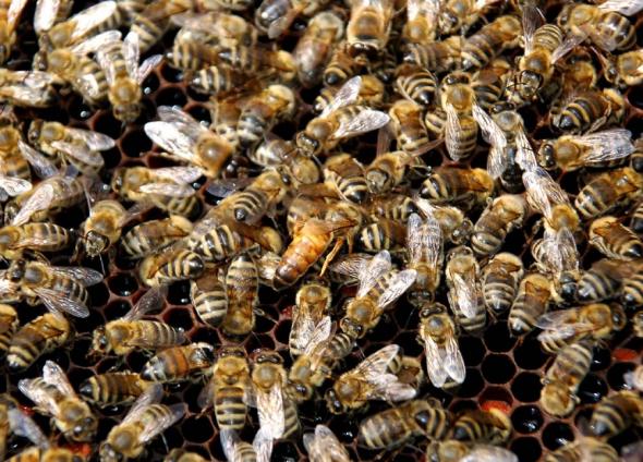 Χιλιάδες μέλισσες σκότωσαν κηπουρό