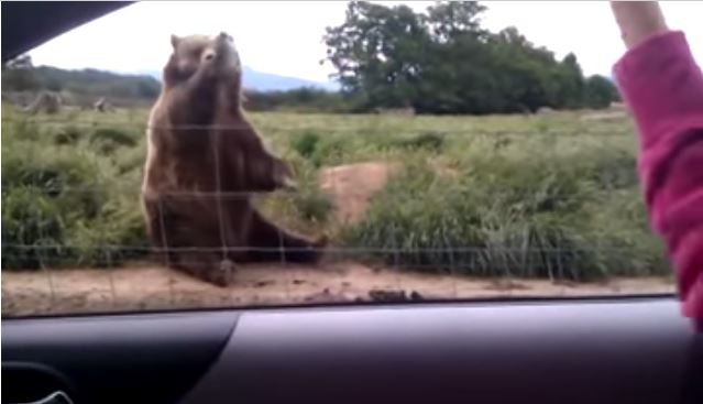 ΒΙΝΤΕΟ-Η αρκούδα που χαιρετάει