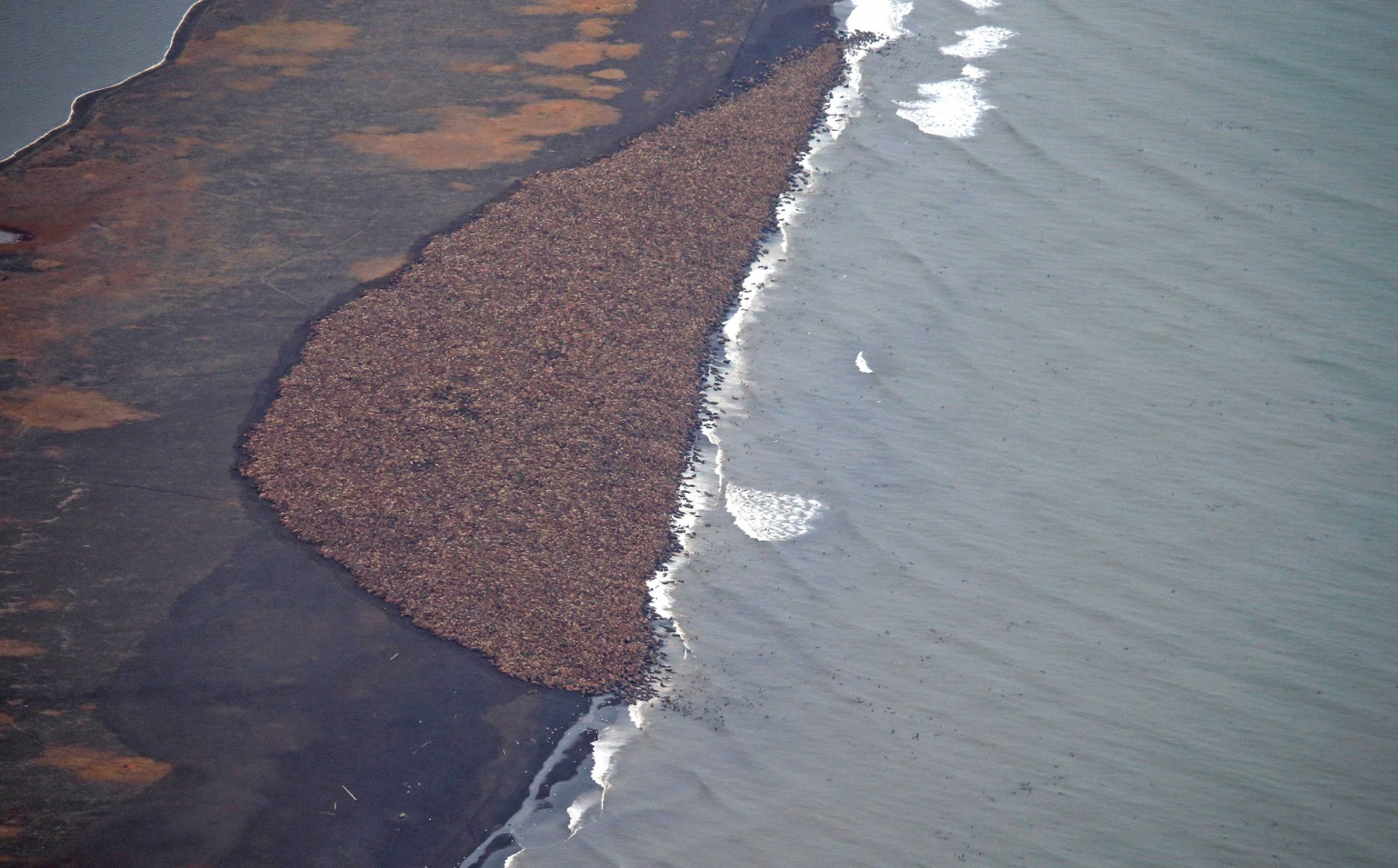 ΦΩΤΟ-Το μεγαλύτερο κοπάδι θαλάσσιων ίππων στην Αλάσκα