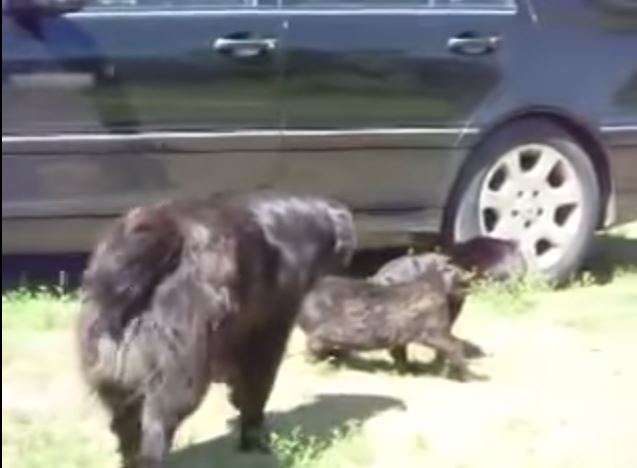 BINTEO-Γάτες τσακώνονται και τις χωρίζουν σκύλοι