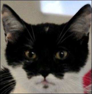 ΦΩΤΟ-Ο γάτος… Μπάτμαν