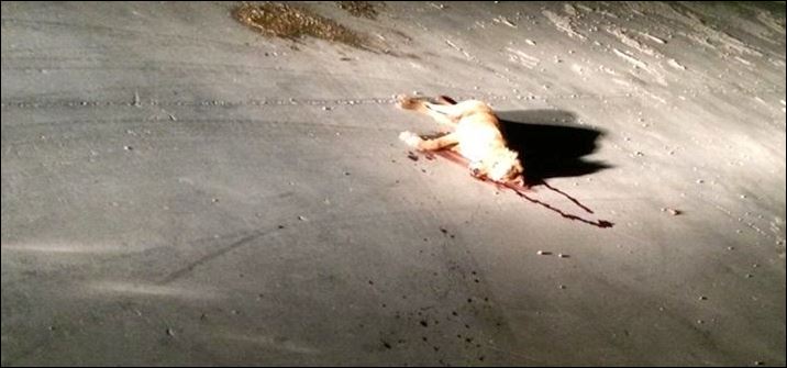 ΦΩΤΟ-Εκτέλεσαν εξ επαφής σκυλί